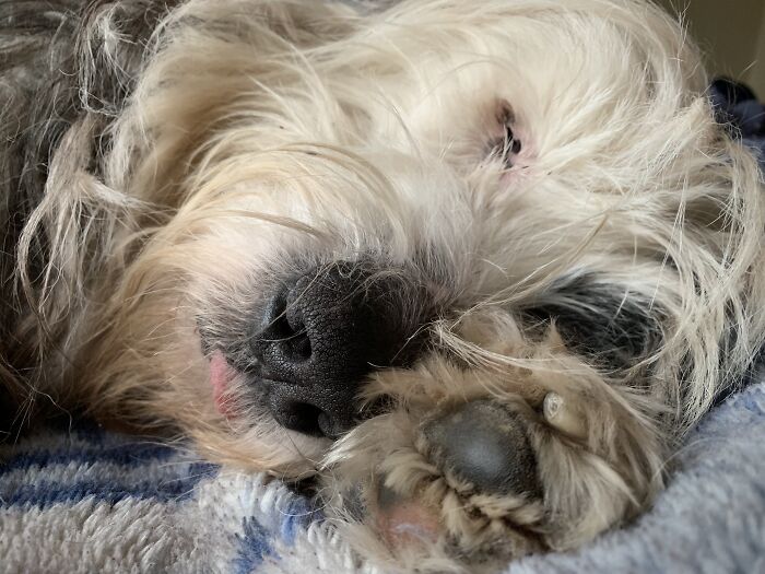 Quincy Hit The Snooze Button...