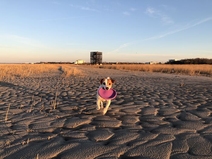 Jack Norris The Dog #secondhanddog