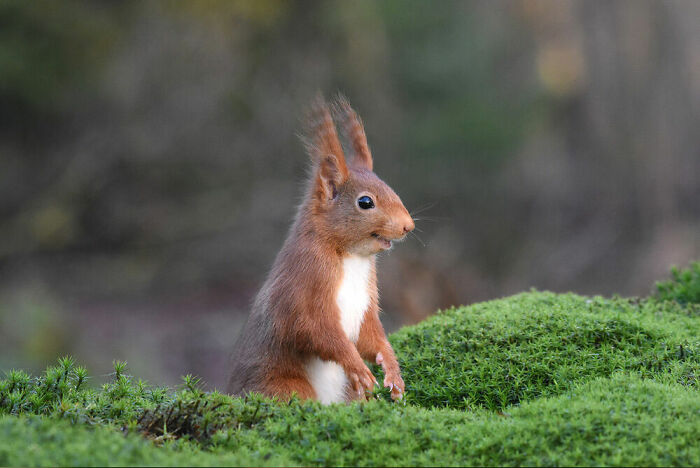 Animal Portraits, Bronze: Femke Van Willigen, The Netherlands
