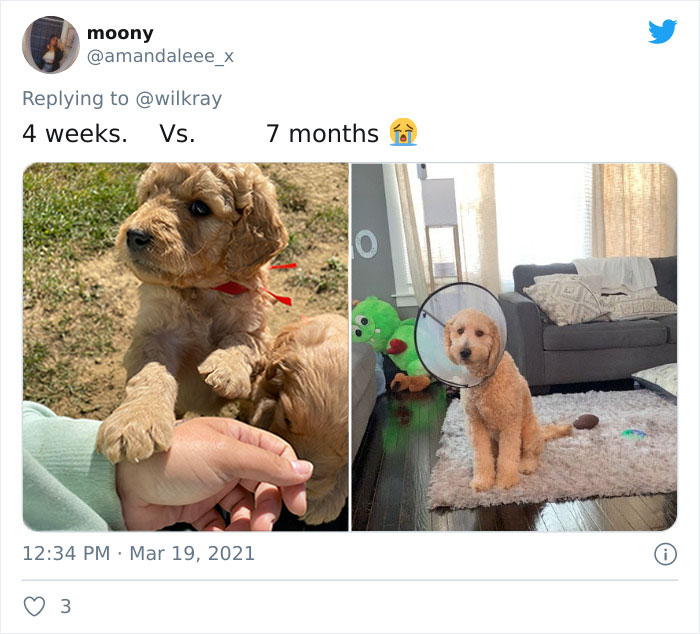 In A New Flash Mob On Twitter, Owners Have Fun With Photos Of Their Dogs As Puppies And How They Are Today