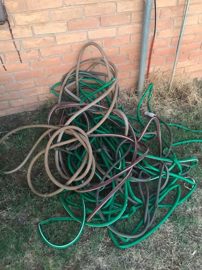 Moved Into A New House. Landlord Said Water The Lawn, We Left You A Hose