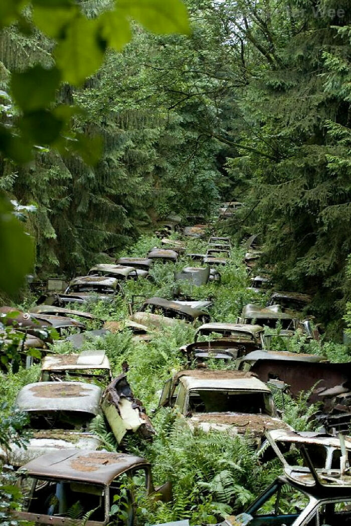 Abandoned Cars In The Ardennes