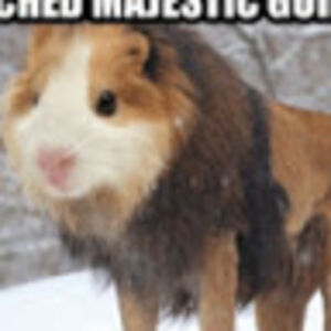 alyssenichols avatar