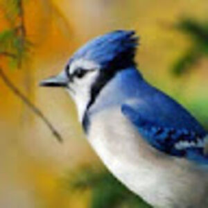 margaretkuehner avatar