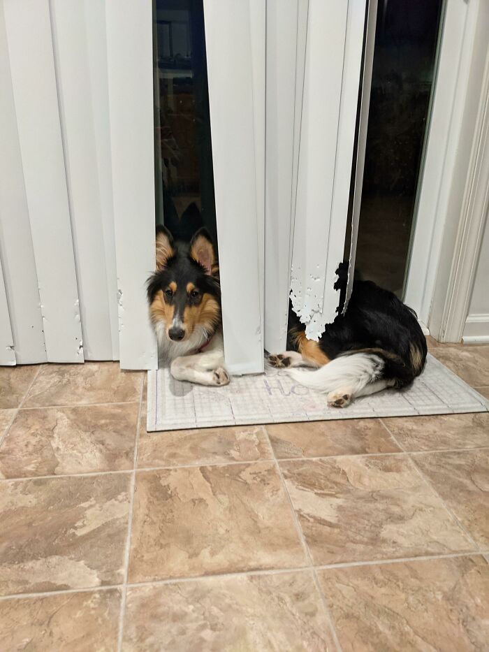 A Rare Photo Of Bijou Using The Blinds She Chewed As A Blanket