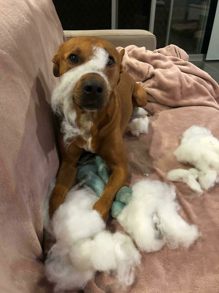 When You Think It’s Cute For Your Doggo To Play With A Childhood Stuffed Toy. The Fluff Was Like That When We Found Him