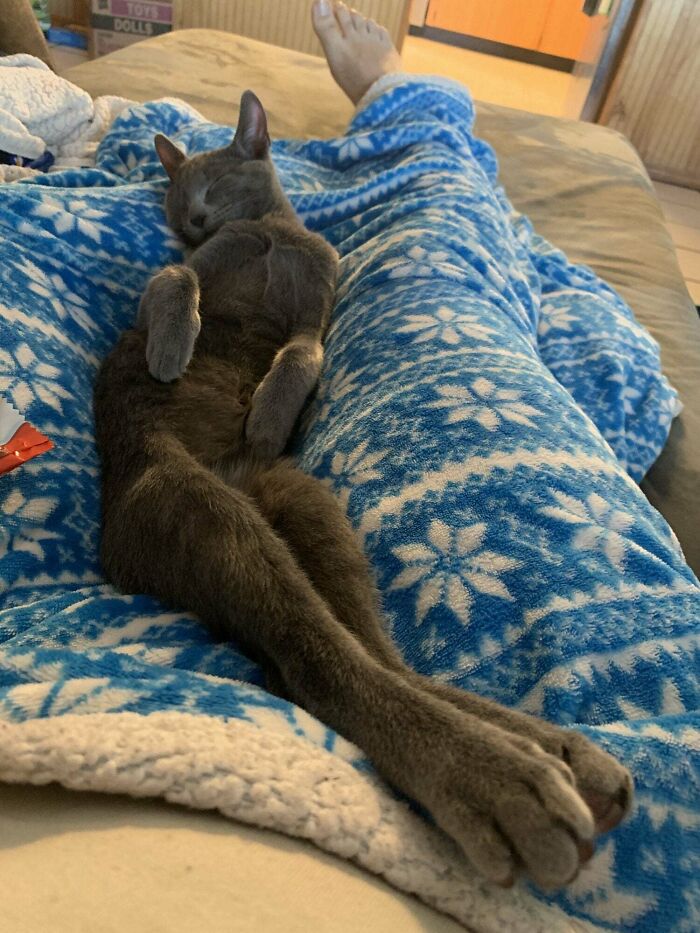 The Legs Of A Hare, The Bust Of Jessica Rabbit