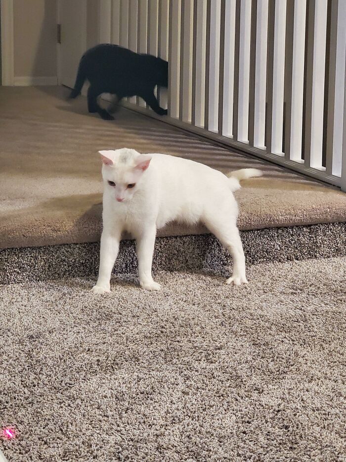 My Leaning Tripod Looks Like A Kids Bad Drawing Of A Cat