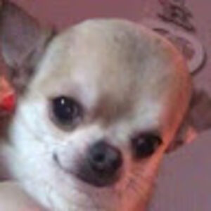 sophiavelazquez avatar