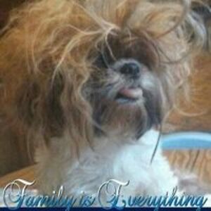 elaine_ybr_nall avatar