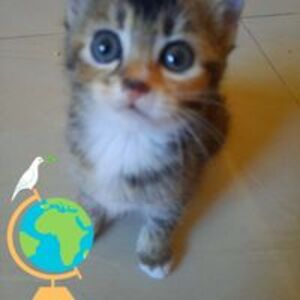 rosidah_yahya avatar