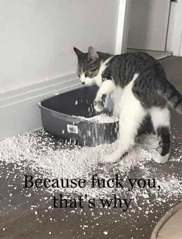 This Is The Only Reason