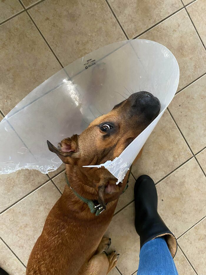 Guess Who Just Got Neutered?