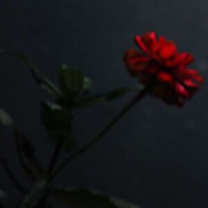 annalisetrevino_1 avatar