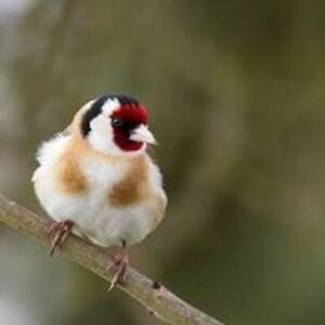 hftthg_juhger avatar