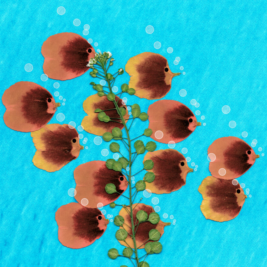 I Make Art From Pressed Dried Flowers And Plants