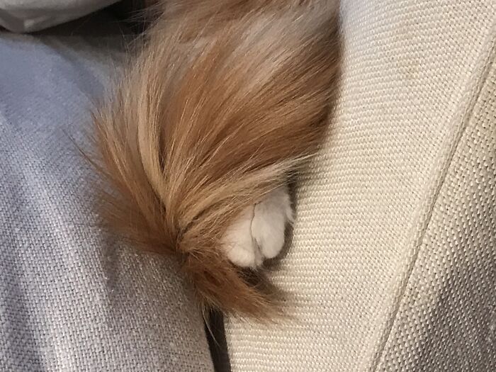 Kind Looks Like A Camel Ngl