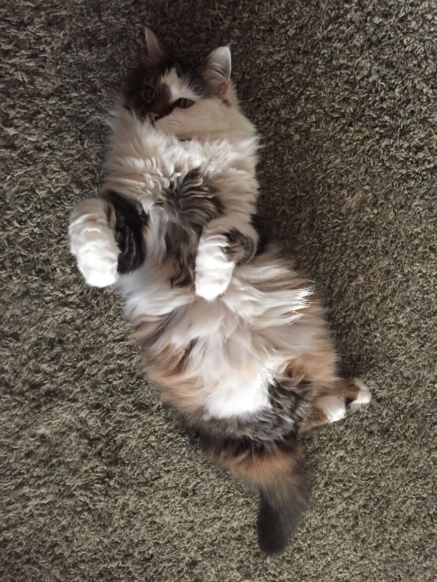 15 Years Old And Still Acts Like A Kitten