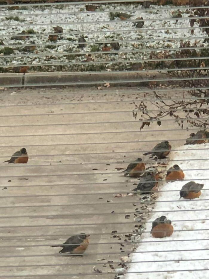 Softball Size Robins That Landed In Tulsa During The Storm