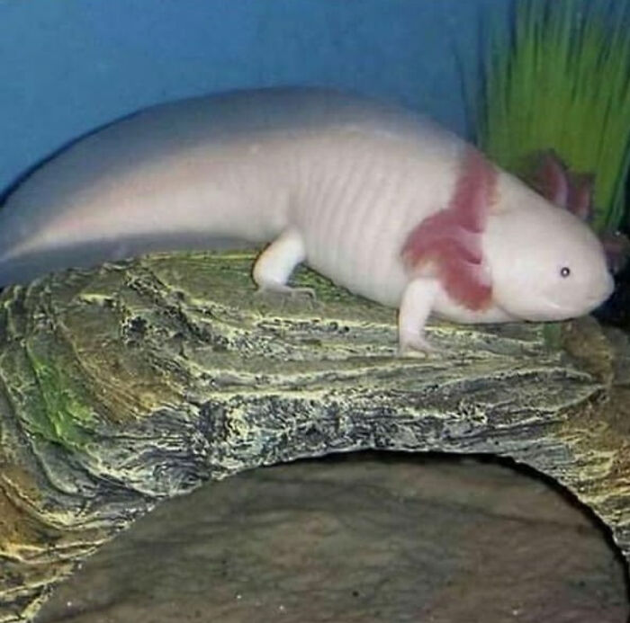 Absolute Unit Of A Axolotl