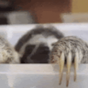 cobiebrown_student-oberlinms avatar