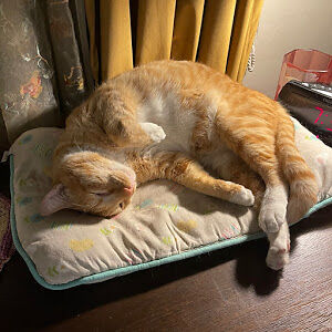 kathleencox_1 avatar