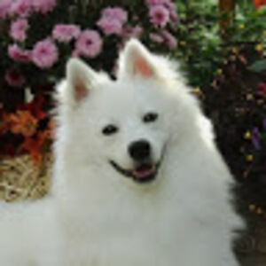 ekaterinabobrusev-student avatar