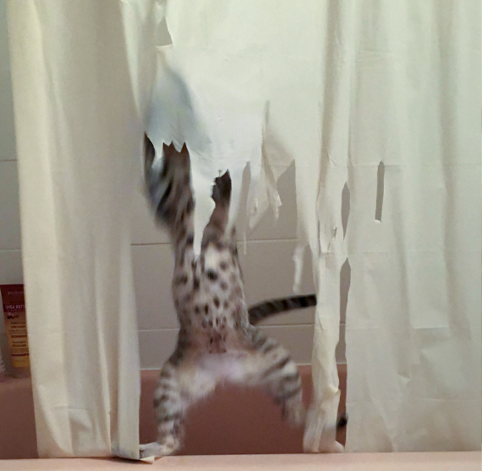 50 Animals Who Decided To Destroy Something Just Because They Can And Got Caught Red-Handed