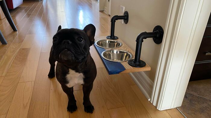 Dog Station With Style