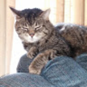 pamelalinebaugh avatar