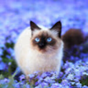 stephaniewallace avatar