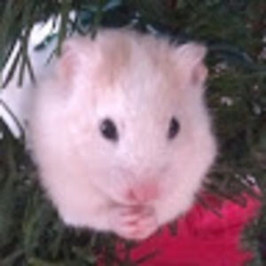hamstersinapot avatar