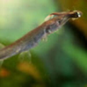 calebvangrack avatar