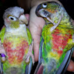 bessierosario avatar