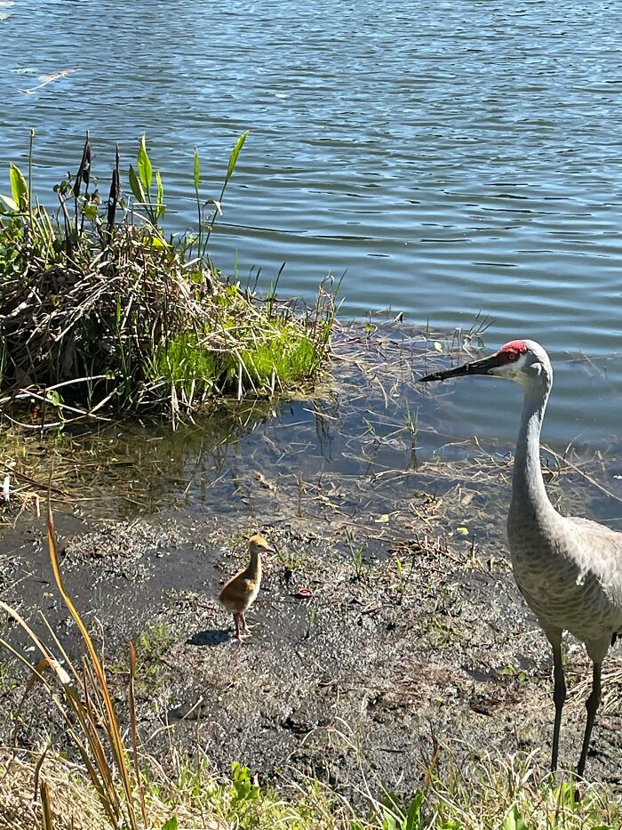 Crane and its chick standing by a lake shore with plants, a peaceful scene of adorable animal pics in nature.