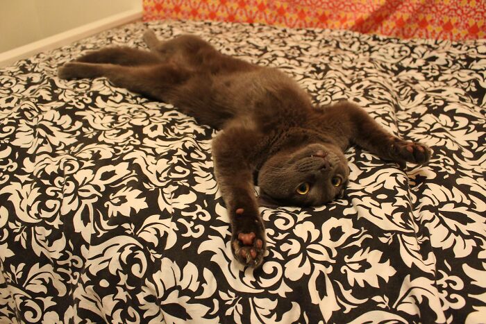 My Cat Reaching Maximum Levels Of Derp