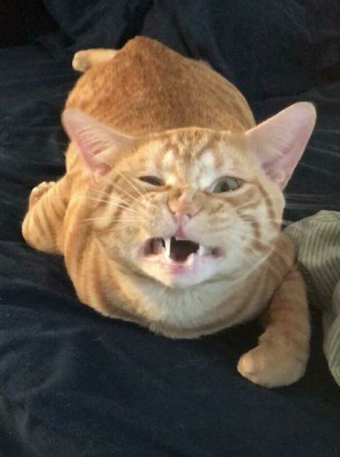 100% Elegance, 100% Of The Time