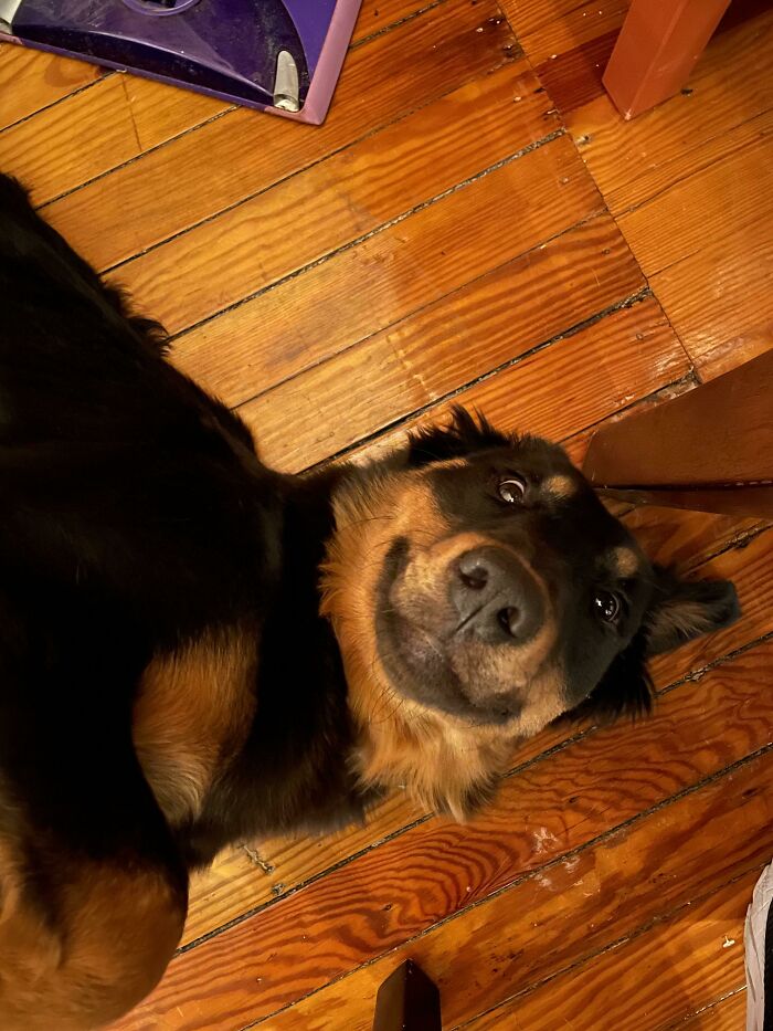 Our New Rescue Dog Already Gives Us The Cutest Derpy Smile