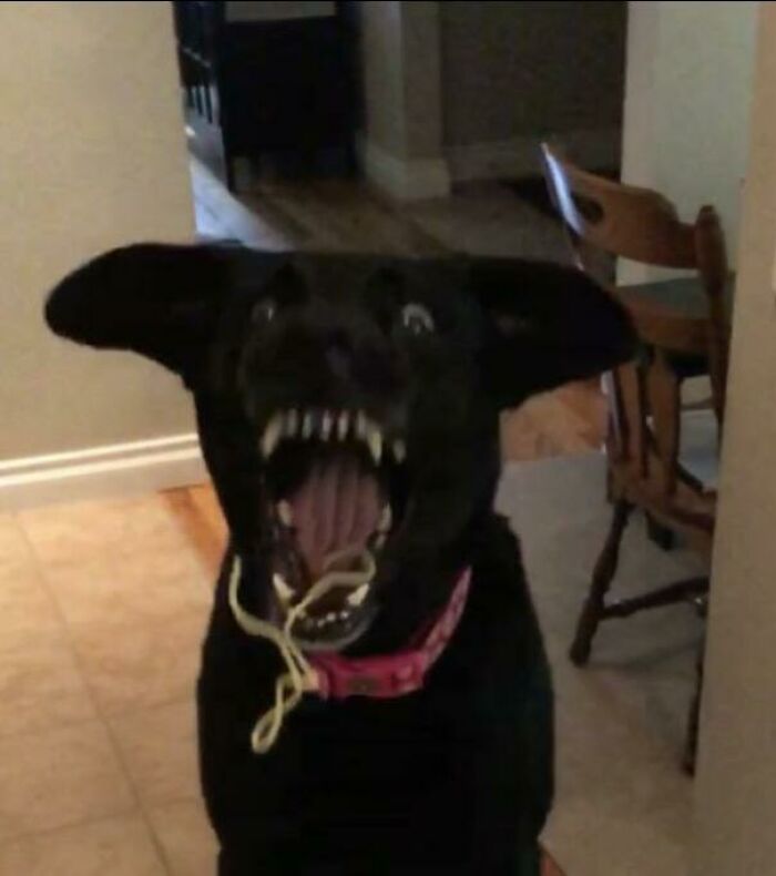 Throwing Some Noodles At My Dog