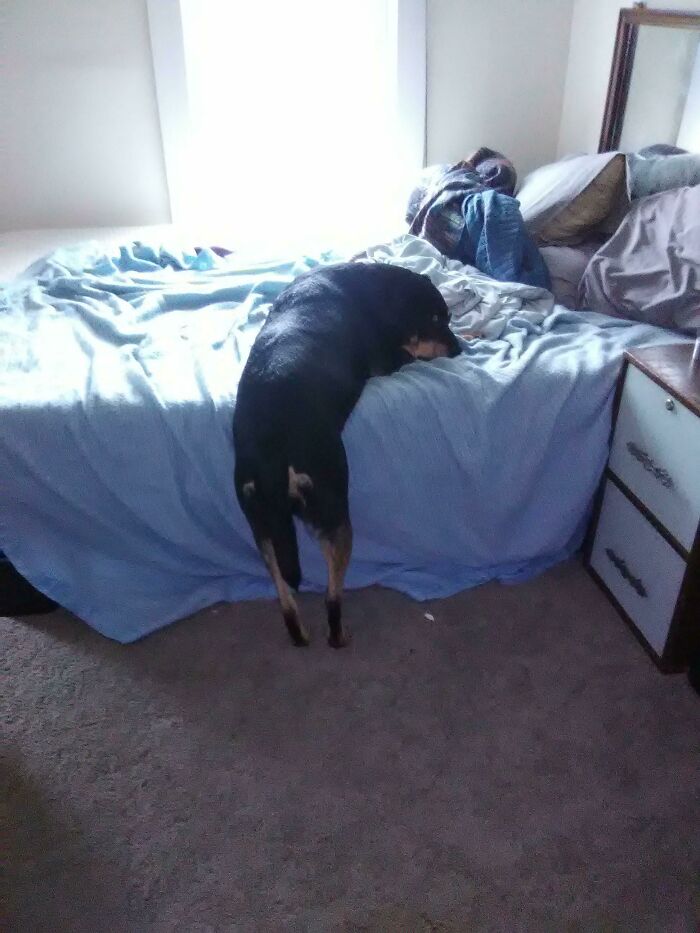 She Can't Get Up Unless I Help Her Because She's A Polite Derp