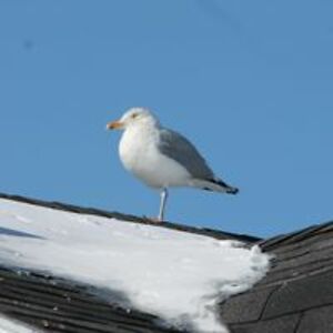 perfectlyprivate avatar