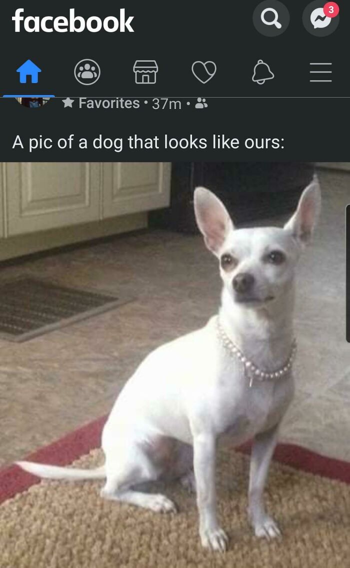 My Dad Couldn't Figure Out How To Take A Photo Of His Dog.