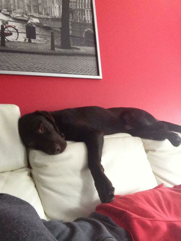 My 115 Pound Lab Thinks He's A Cat