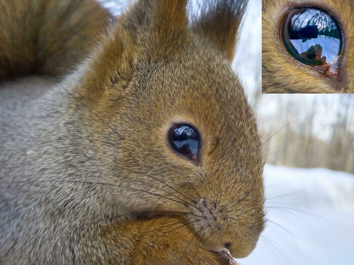 I Photographed A Squirrel So Close That The Reflection In Its Eye Shows My Phone And My Hand With The Pine Nuts.