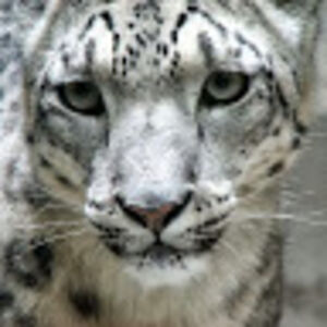 johannamcmahan_1 avatar