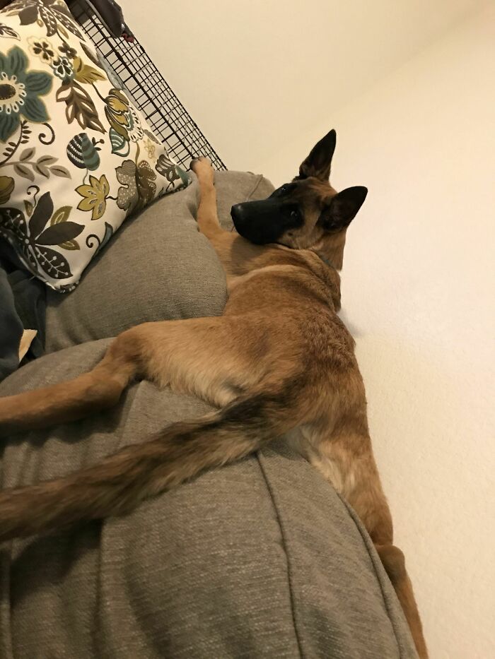 Dog? Cat? She's Having Identity Issues