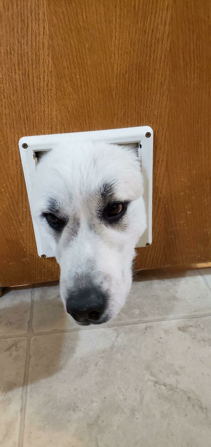 She Thinks She Is A Cat