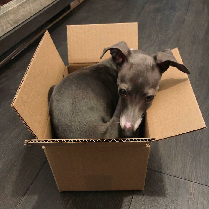 Why Does My Cat Look Funny