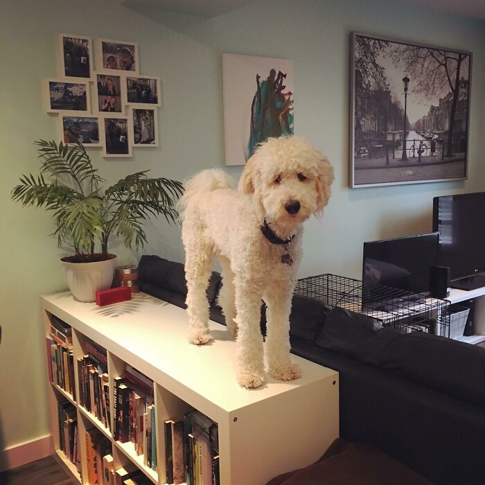 What’s Wrong With Jeff This Week? He Thinks He’s A Cat