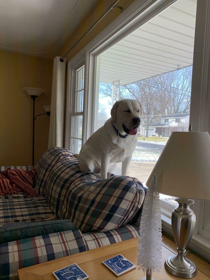 Big Boy Wishing He Was A Cat